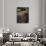 Keukenhof Gardens, Lisse, Netherlands-null-Photographic Print displayed on a wall