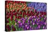 Keukenhof Gardens Near Lisse in Springtime Bloom-Darrell Gulin-Stretched Canvas