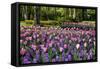 Keukenhof Gardens Near Lisse in Springtime Bloom-Darrell Gulin-Framed Stretched Canvas