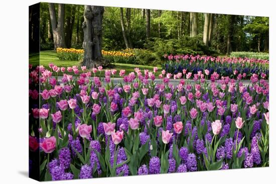 Keukenhof Gardens Near Lisse in Springtime Bloom-Darrell Gulin-Stretched Canvas