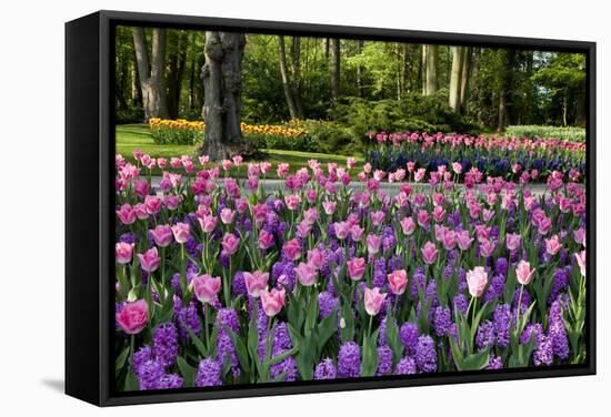 Keukenhof Gardens Near Lisse in Springtime Bloom-Darrell Gulin-Framed Stretched Canvas