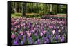 Keukenhof Gardens Near Lisse in Springtime Bloom-Darrell Gulin-Framed Stretched Canvas