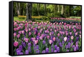 Keukenhof Gardens Near Lisse in Springtime Bloom-Darrell Gulin-Framed Stretched Canvas