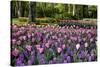 Keukenhof Gardens Near Lisse in Springtime Bloom-Darrell Gulin-Stretched Canvas