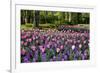 Keukenhof Gardens Near Lisse in Springtime Bloom-Darrell Gulin-Framed Premium Photographic Print