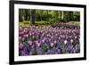 Keukenhof Gardens Near Lisse in Springtime Bloom-Darrell Gulin-Framed Premium Photographic Print