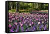 Keukenhof Gardens Near Lisse in Springtime Bloom-Darrell Gulin-Framed Stretched Canvas