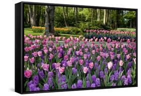 Keukenhof Gardens Near Lisse in Springtime Bloom-Darrell Gulin-Framed Stretched Canvas