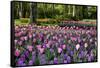 Keukenhof Gardens Near Lisse in Springtime Bloom-Darrell Gulin-Framed Stretched Canvas