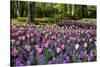 Keukenhof Gardens Near Lisse in Springtime Bloom-Darrell Gulin-Stretched Canvas