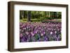 Keukenhof Gardens Near Lisse in Springtime Bloom-Darrell Gulin-Framed Premium Photographic Print