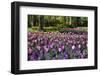 Keukenhof Gardens Near Lisse in Springtime Bloom-Darrell Gulin-Framed Premium Photographic Print