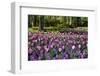Keukenhof Gardens Near Lisse in Springtime Bloom-Darrell Gulin-Framed Premium Photographic Print