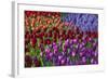 Keukenhof Gardens Near Lisse in Springtime Bloom-Darrell Gulin-Framed Photographic Print