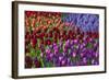 Keukenhof Gardens Near Lisse in Springtime Bloom-Darrell Gulin-Framed Photographic Print