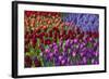 Keukenhof Gardens Near Lisse in Springtime Bloom-Darrell Gulin-Framed Photographic Print