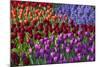 Keukenhof Gardens Near Lisse in Springtime Bloom-Darrell Gulin-Mounted Photographic Print