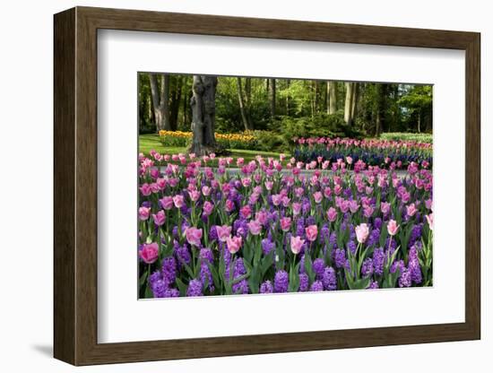 Keukenhof Gardens Near Lisse in Springtime Bloom-Darrell Gulin-Framed Photographic Print