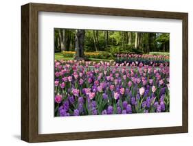 Keukenhof Gardens Near Lisse in Springtime Bloom-Darrell Gulin-Framed Photographic Print