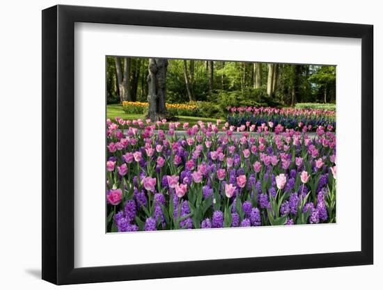 Keukenhof Gardens Near Lisse in Springtime Bloom-Darrell Gulin-Framed Photographic Print