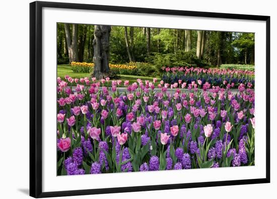 Keukenhof Gardens Near Lisse in Springtime Bloom-Darrell Gulin-Framed Photographic Print