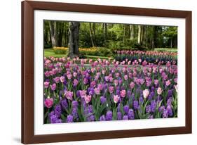 Keukenhof Gardens Near Lisse in Springtime Bloom-Darrell Gulin-Framed Photographic Print