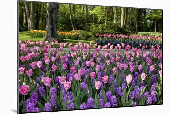 Keukenhof Gardens Near Lisse in Springtime Bloom-Darrell Gulin-Mounted Photographic Print