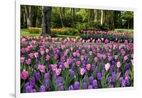 Keukenhof Gardens Near Lisse in Springtime Bloom-Darrell Gulin-Framed Photographic Print