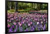 Keukenhof Gardens Near Lisse in Springtime Bloom-Darrell Gulin-Framed Photographic Print