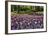 Keukenhof Gardens Near Lisse in Springtime Bloom-Darrell Gulin-Framed Photographic Print