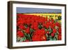 Keukenhof Gardens, Netherlands- Red Tulip Fields in Noord Holland, 2022 (Photo)-Sisse Brimberg-Framed Giclee Print