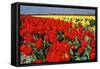 Keukenhof Gardens, Netherlands- Red Tulip Fields in Noord Holland, 2022 (Photo)-Sisse Brimberg-Framed Stretched Canvas