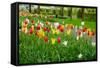 Keukenhof Garedns , Holland-neirfy-Framed Stretched Canvas