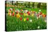 Keukenhof Garedns , Holland-neirfy-Stretched Canvas