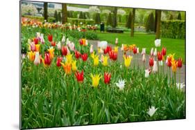 Keukenhof Garedns , Holland-neirfy-Mounted Photographic Print