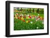 Keukenhof Garedns , Holland-neirfy-Framed Photographic Print