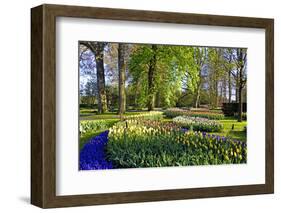 Keukenhof near Lisse, South Holland, Netherlands, Europe-Hans-Peter Merten-Framed Photographic Print