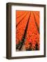 Keukenhof near Lisse, South Holland, Netherlands, Europe-Hans-Peter Merten-Framed Photographic Print