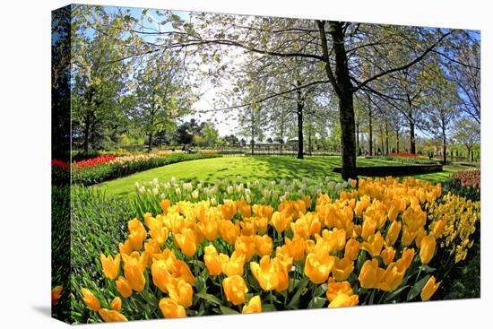 Keukenhof near Lisse, South Holland, Netherlands, Europe-Hans-Peter Merten-Stretched Canvas