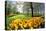 Keukenhof near Lisse, South Holland, Netherlands, Europe-Hans-Peter Merten-Stretched Canvas