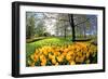 Keukenhof near Lisse, South Holland, Netherlands, Europe-Hans-Peter Merten-Framed Photographic Print