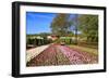 Keukenhof near Lisse, South Holland, Netherlands, Europe-Hans-Peter Merten-Framed Photographic Print