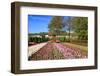 Keukenhof near Lisse, South Holland, Netherlands, Europe-Hans-Peter Merten-Framed Photographic Print