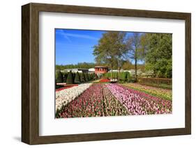 Keukenhof near Lisse, South Holland, Netherlands, Europe-Hans-Peter Merten-Framed Photographic Print