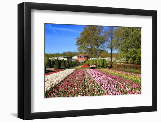 Keukenhof near Lisse, South Holland, Netherlands, Europe-Hans-Peter Merten-Framed Photographic Print