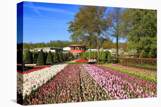 Keukenhof near Lisse, South Holland, Netherlands, Europe-Hans-Peter Merten-Stretched Canvas