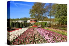 Keukenhof near Lisse, South Holland, Netherlands, Europe-Hans-Peter Merten-Stretched Canvas