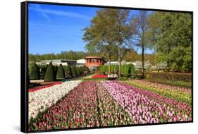 Keukenhof near Lisse, South Holland, Netherlands, Europe-Hans-Peter Merten-Framed Stretched Canvas