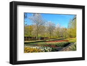 Keukenhof near Lisse, South Holland, Netherlands, Europe-Hans-Peter Merten-Framed Photographic Print