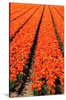 Keukenhof near Lisse, South Holland, Netherlands, Europe-Hans-Peter Merten-Stretched Canvas